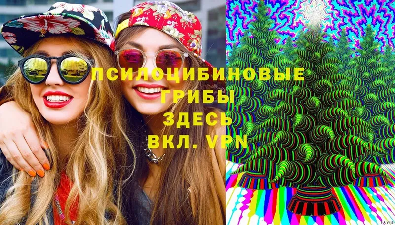 Псилоцибиновые грибы Cubensis  Пошехонье 